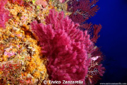 Paramuricea clavata & Parazoanthus axinellae by Enrico Zanzarella 